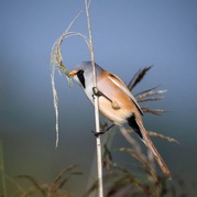 Stephen Nobbs - Sampling the seed